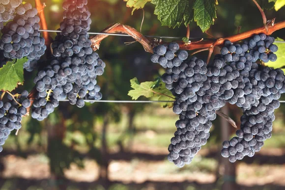 Blaue Trauben am Rebstock